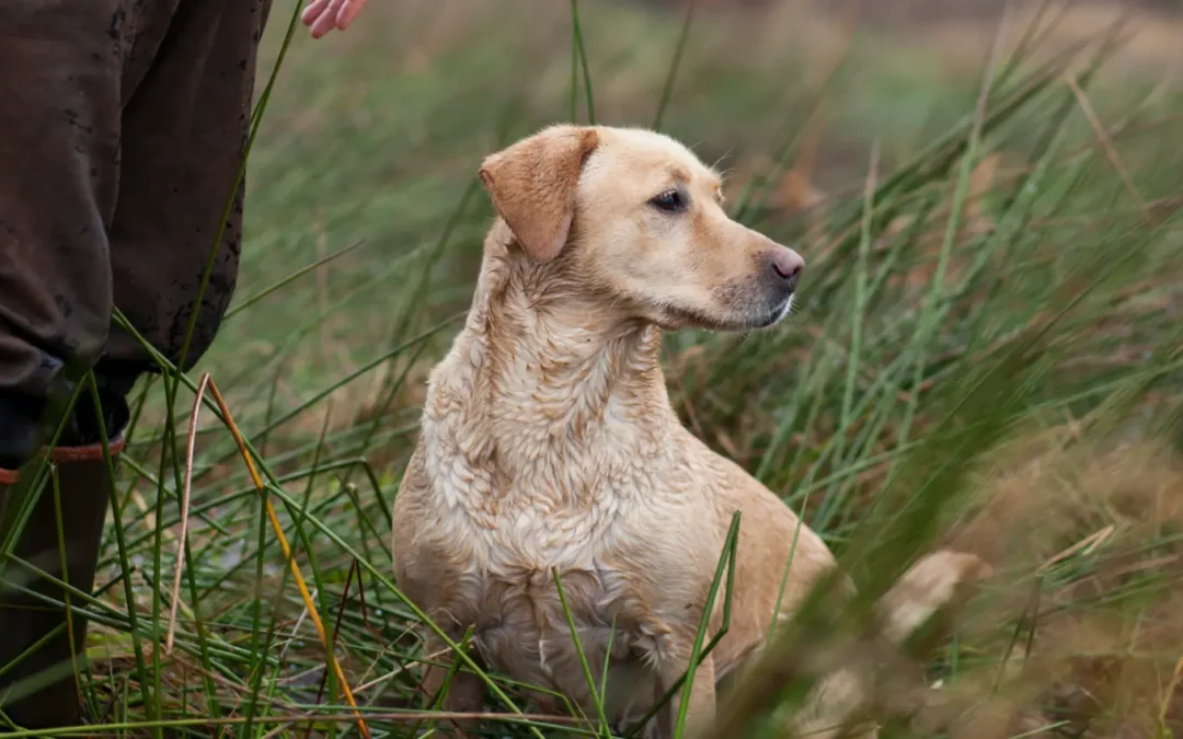 Hondenvoeding vergelijken: wat is het beste hondenvoer voor jouw hond?