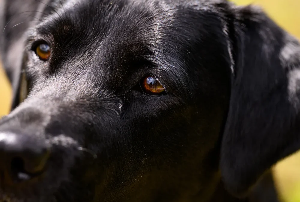 Hond schrokt eten: oorzaken en oplossingen