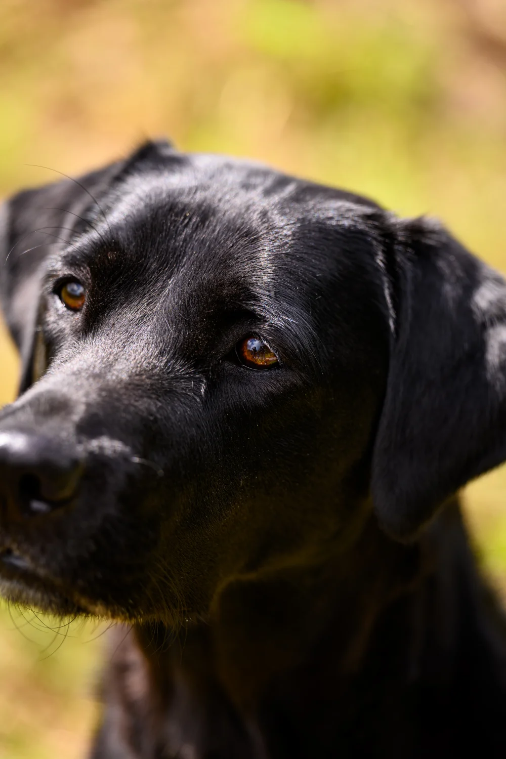 Hond schrokt eten: oorzaken en oplossingen