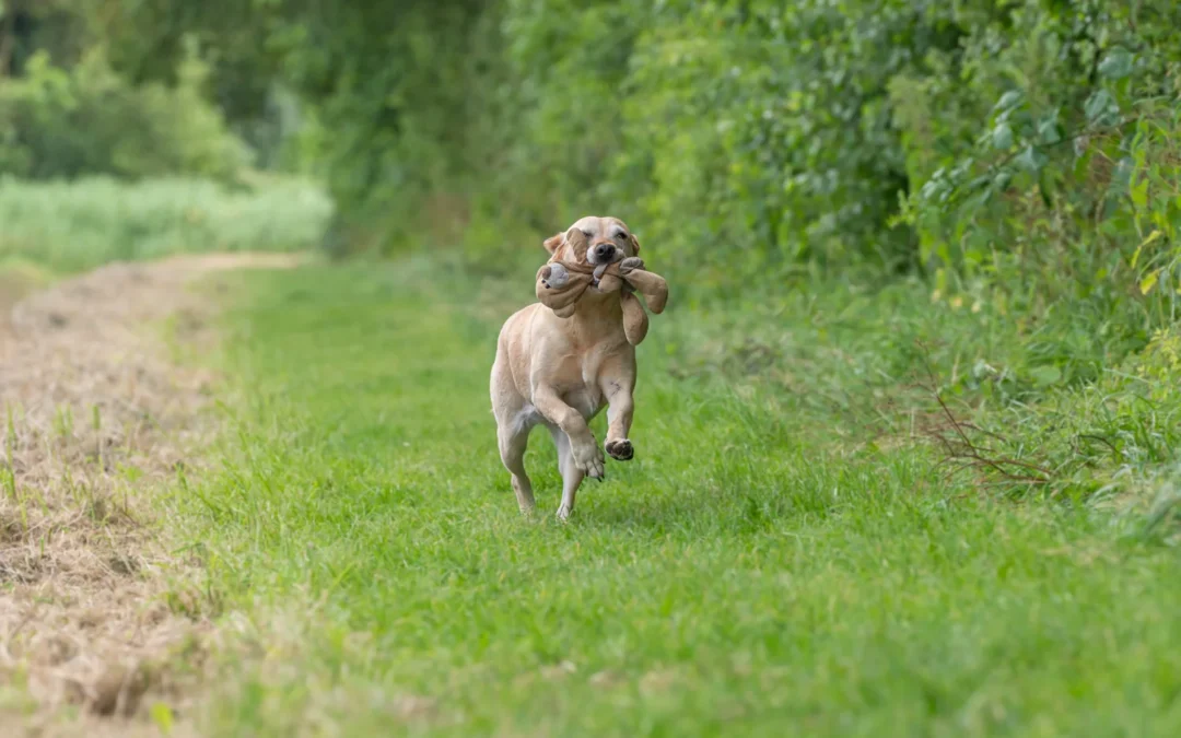 Hond afvallen: dieetvoer Small Regular uitgelegd