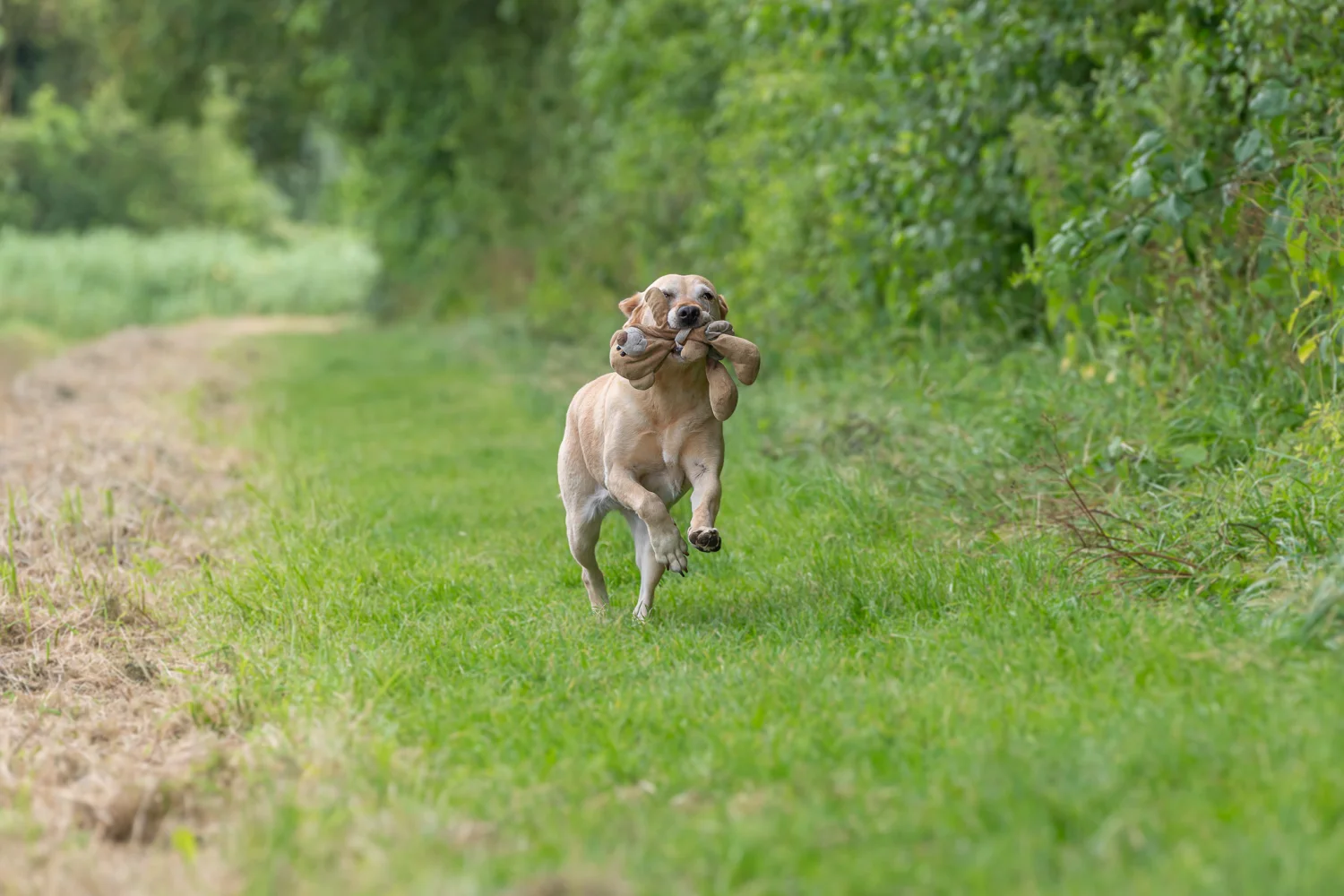 Hond afvallen: dieetvoer Small Regular uitgelegd