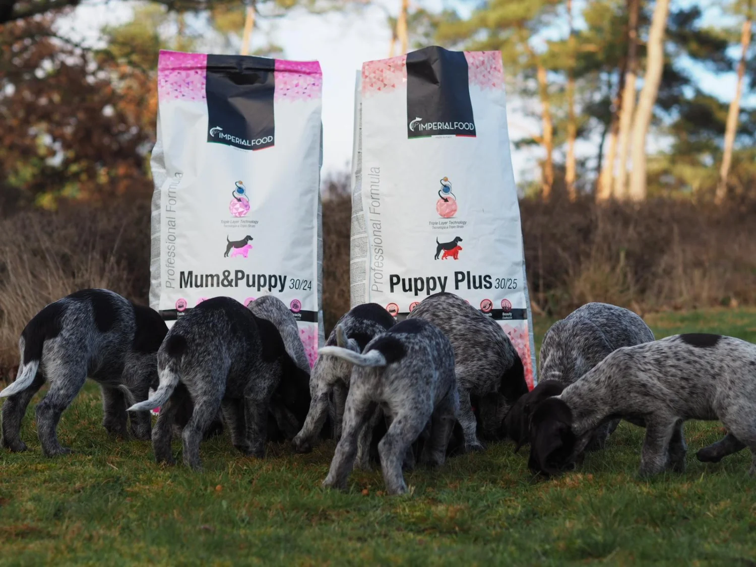 Mum&Puppy puppyvoeding: de beste start voor je pup