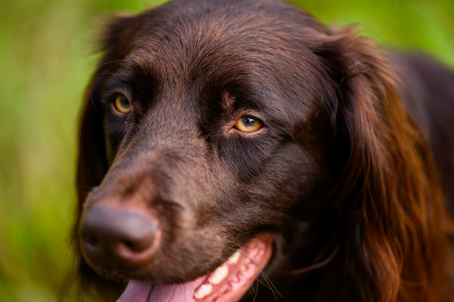 Huid en vacht hond: wat zegt het over de gezondheid?