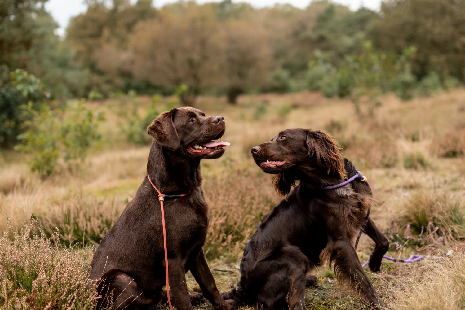 Slappe ontlasting hond: oorzaken en wat je kunt doen