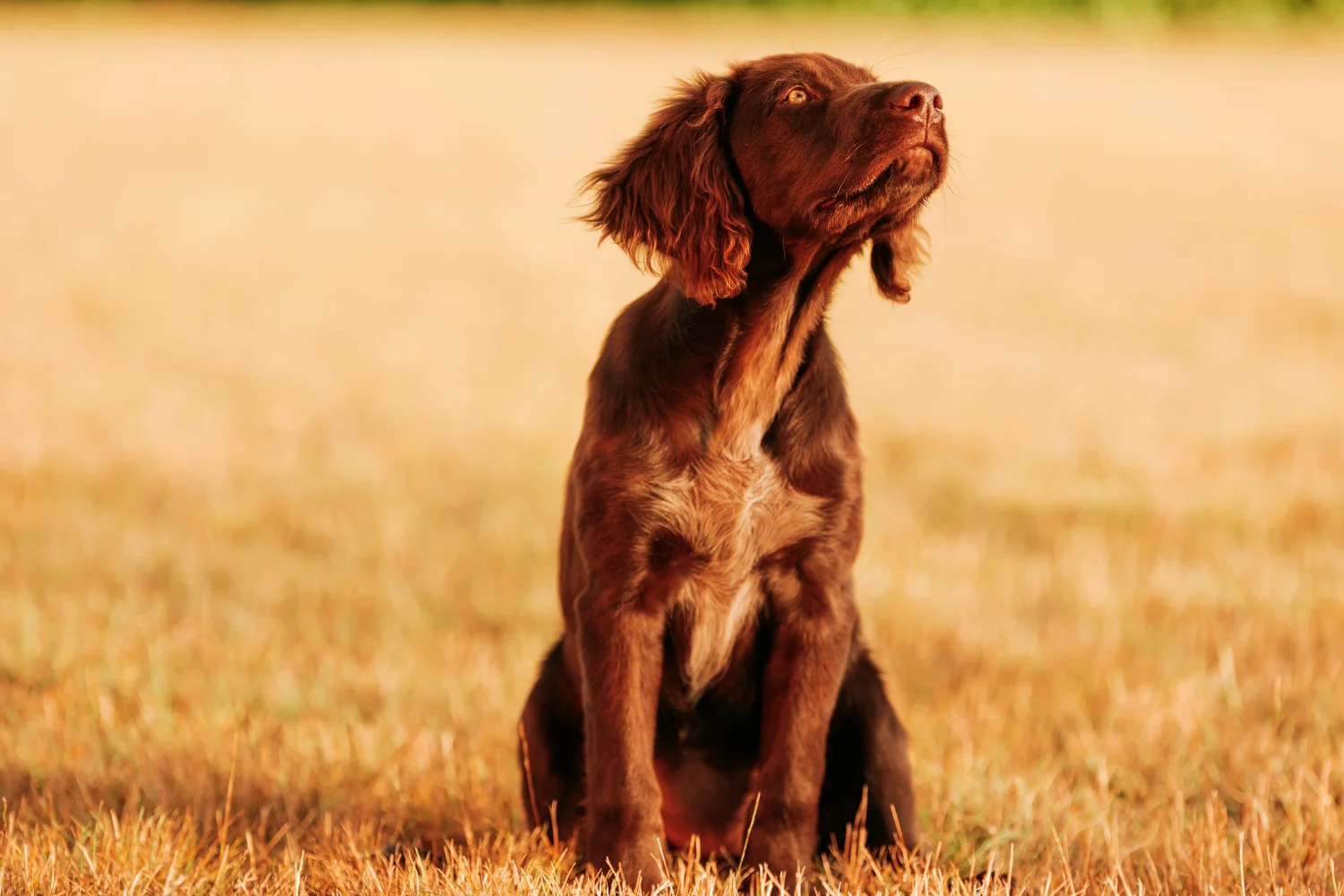 Puppy eetlust: wanneer moet je naar de dierenarts?