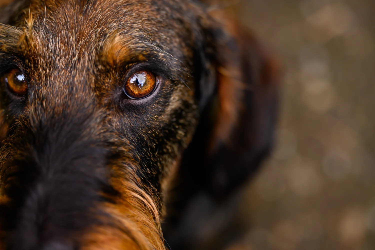 Nierdieet hond: voeding voor actieve honden met nierproblemen