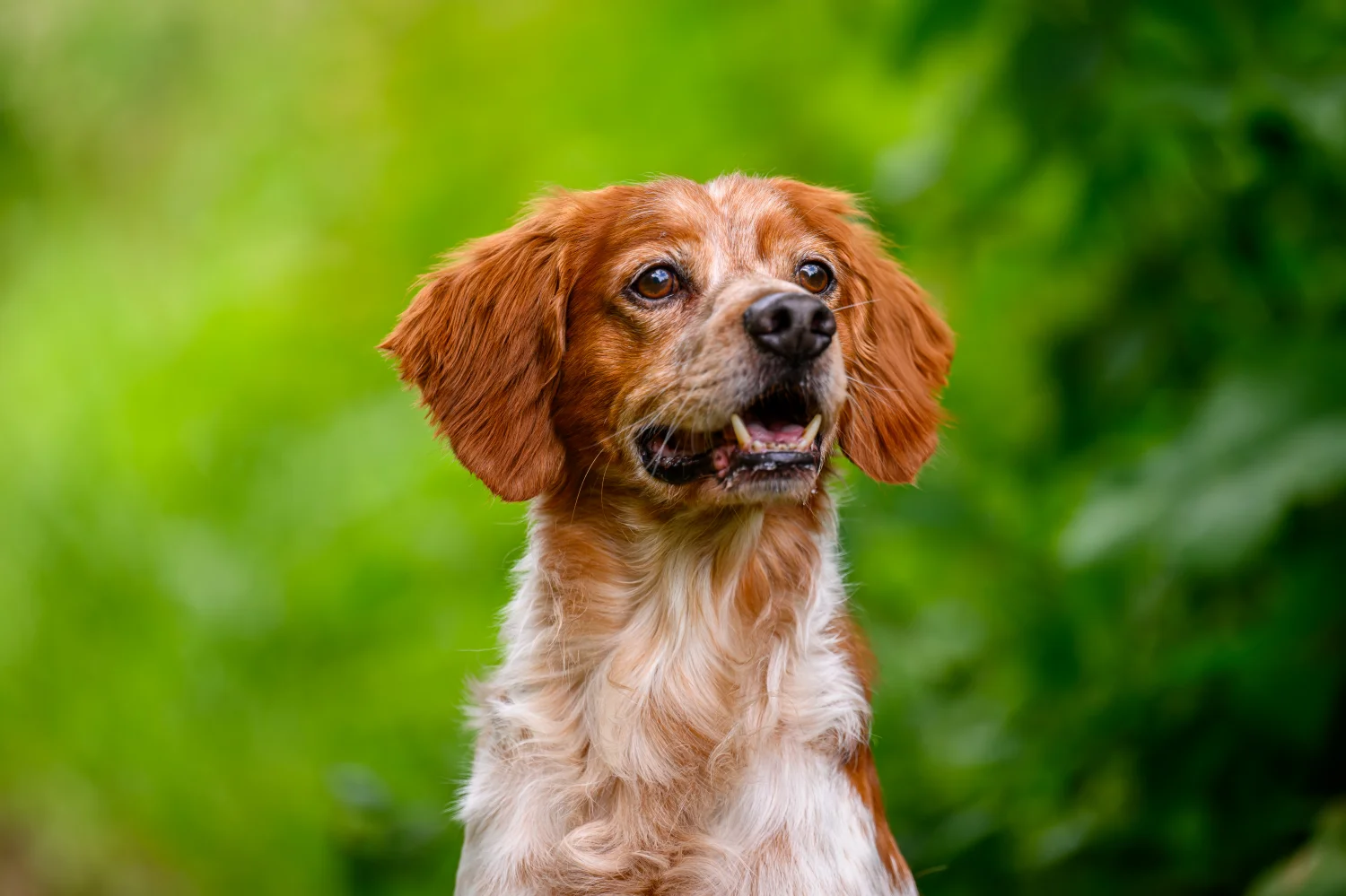 Haaruitval bij honden: oorzaken + oplossing tegen verharen