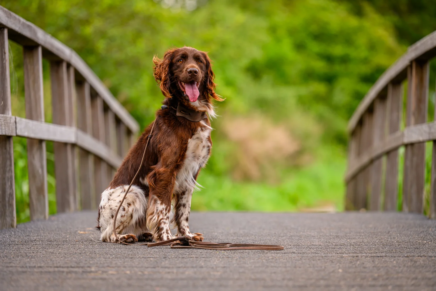 ActiCondro hond: wanneer en waarom gebruiken?