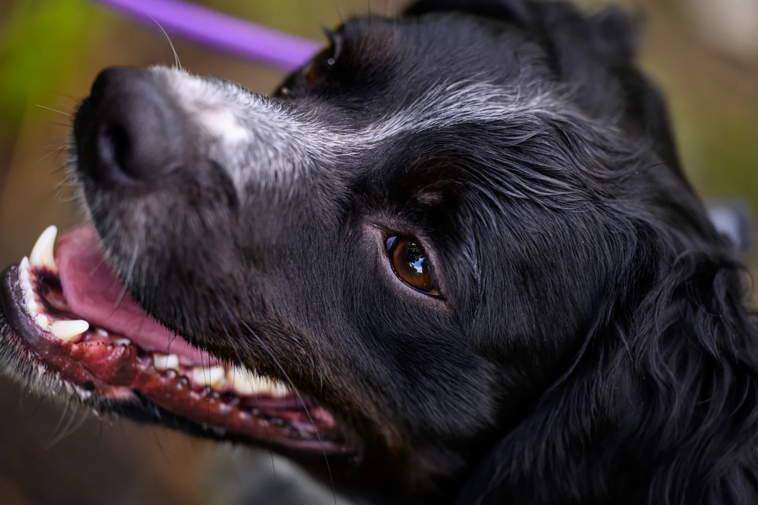 Mondgezondheid hond: tandsteen en tandvleesontsteking voorkomen en behandelen