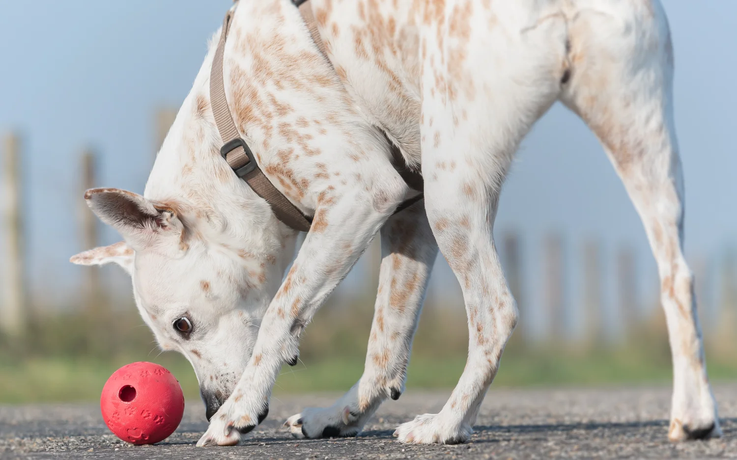 Maagzweren bij honden: symptomen, oorzaken en voeding