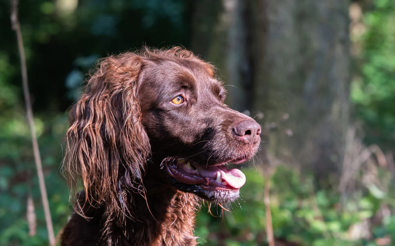 Beste voeding voor honden met een gevoelige maag
