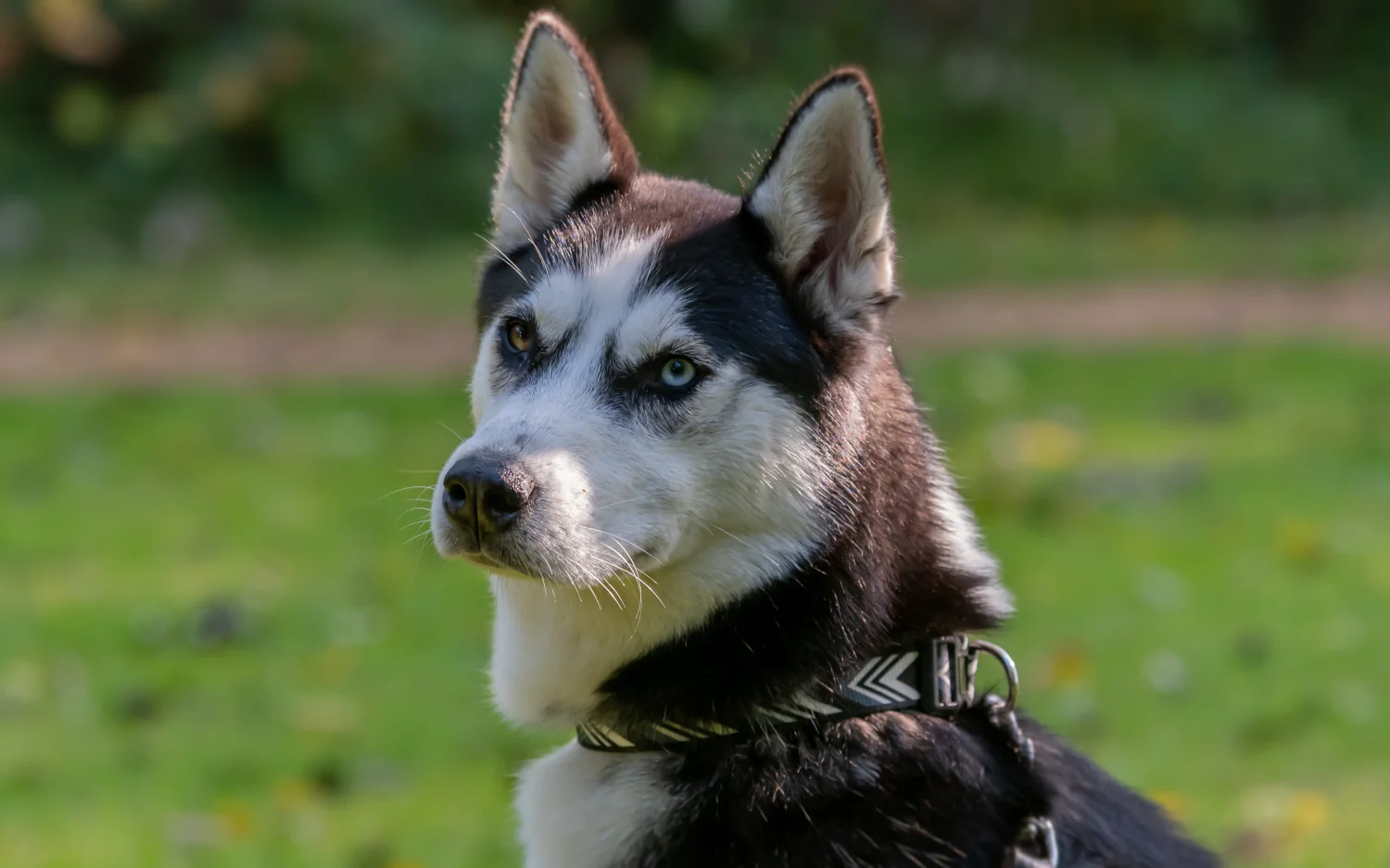 Maagtorsie hond voorkomen? 7 tips om risico te verkleinen
