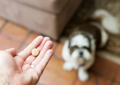Antibiotica en darmgezondheid bij honden: wat doet het eigenlijk?