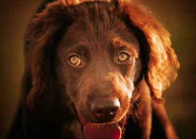 Wat zegt ontlasting over de darmgezondheid van je hond?