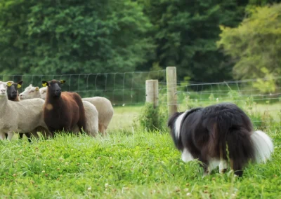 Energie: gezonde darmen zijn essentieel voor vitaliteit en prestaties bij honden