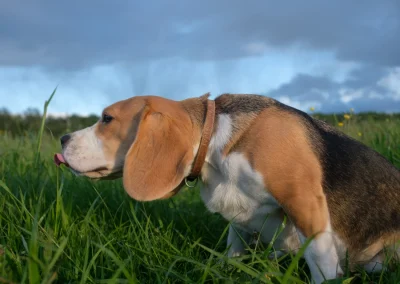 Gras eten en darmgezondheid bij honden: wat zegt de wetenschap?