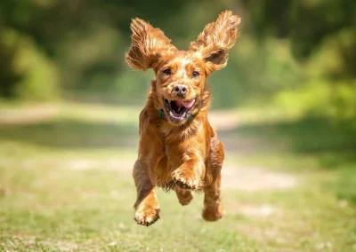 Waarom darmgezondheid zo belangrijk is voor honden