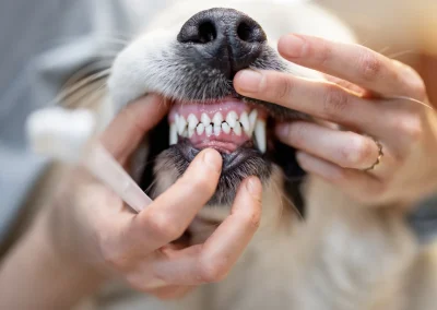 Slechte adem en darmgezondheid bij honden: wat is de echte connectie?