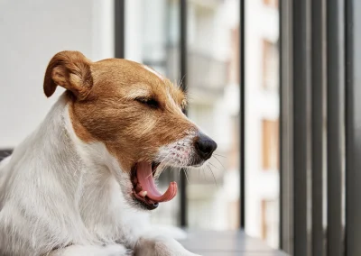 Stress en darmgezondheid bij honden: Gut-Brain axis