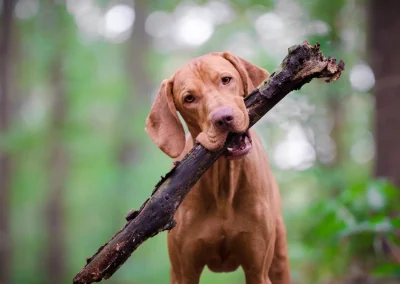 Wat is de connectie tussen weerstand en darmgezondheid bij honden?