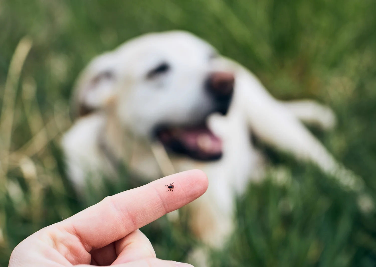 Teken bij honden: wat werkt écht volgens de wetenschap?